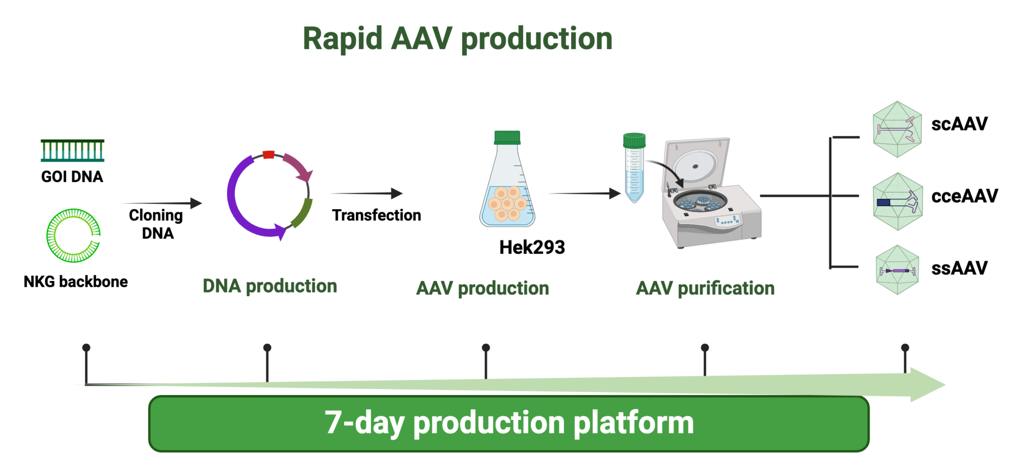Rapid AAV Production