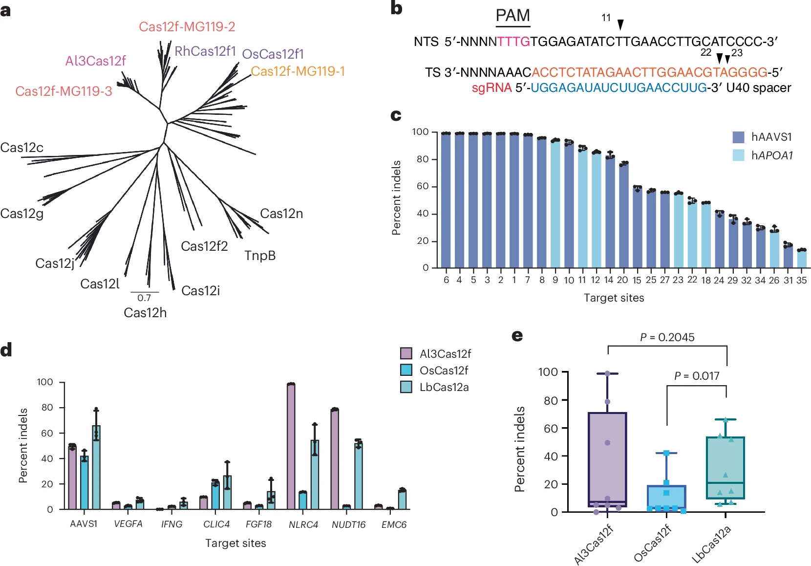 Comparative characterization of Cas12f orthologs reveals mechanistic ...