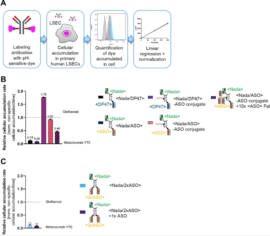 Improved targeted delivery of antisense oligonucleotide with an ...