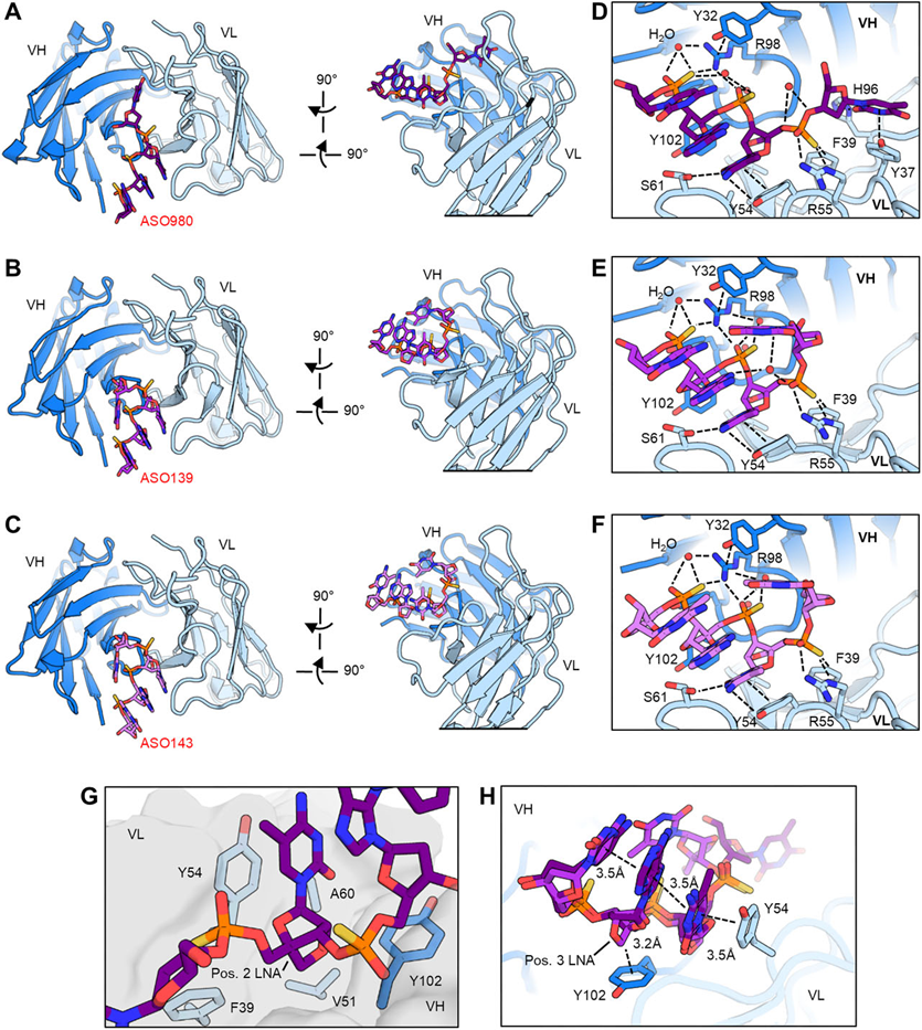 Improved targeted delivery of antisense oligonucleotide with an ...